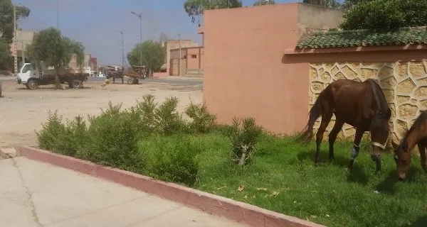 Horse and its baby eating grass near the road