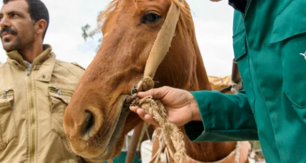 A horse in Morocco is fitted with a new bit and harness
