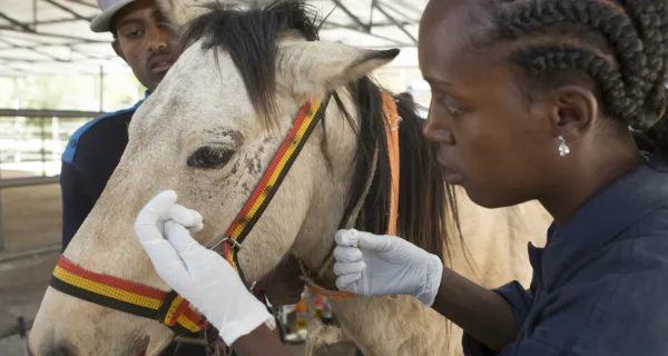 Woman treating a white horse