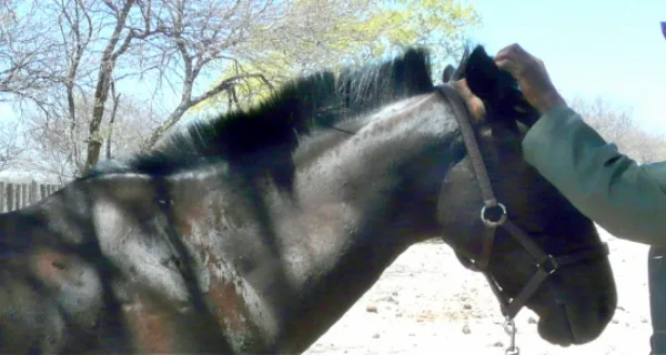 A SPANA vet examines a horse in Botswana