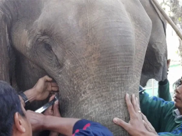 Three men treating elephant Ye