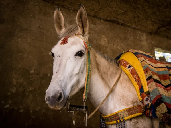 White Morocco horse