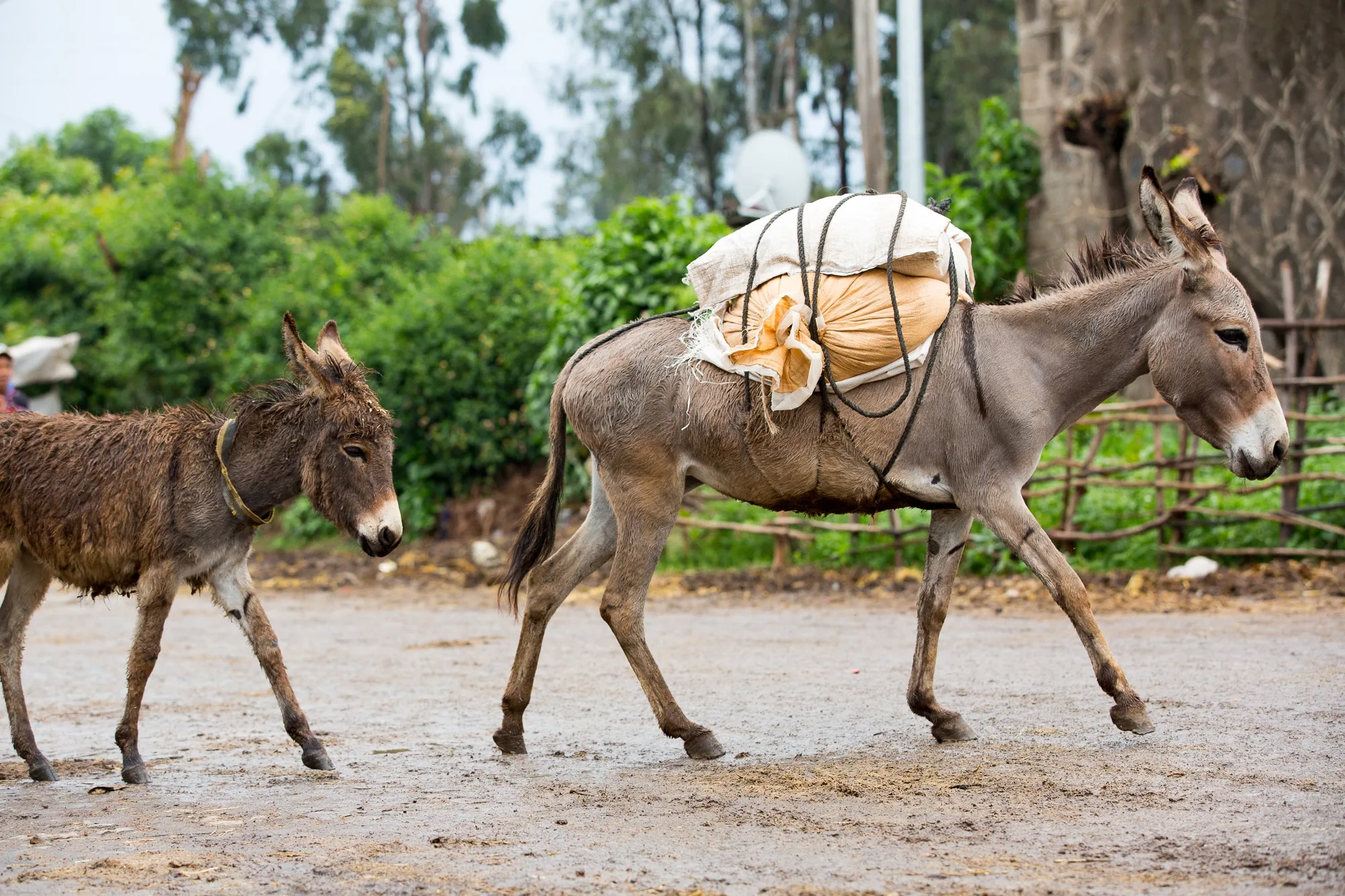 A grey donkey carrying a load on its back with a small brown donkey following behind