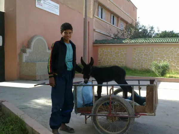Mensi the foal in cart