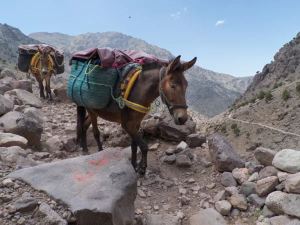 Two donkeys carrying large bags up a rocky mountain.