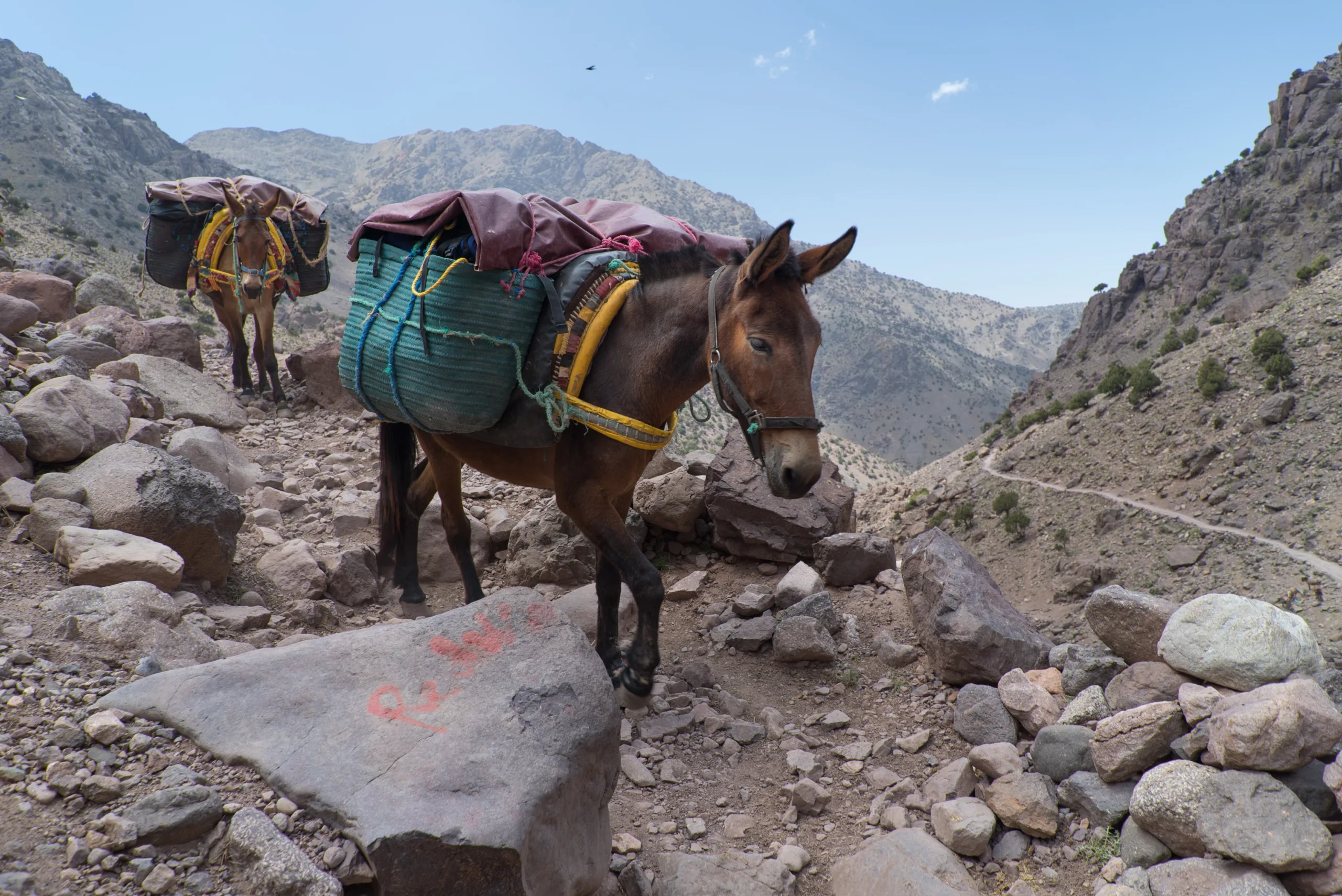 Two donkeys carrying large bags up a rocky mountain.