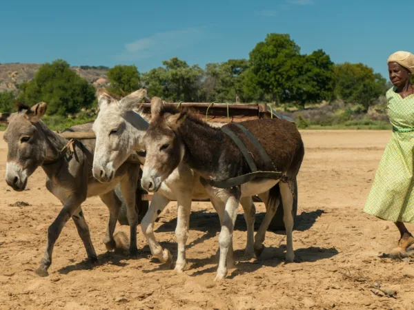 Three donkey's pulling a cart along sand with a woman wearing a green dress watching them