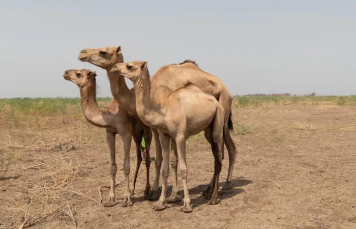 Camels in Asayta district, Afar region, Ethiopia.