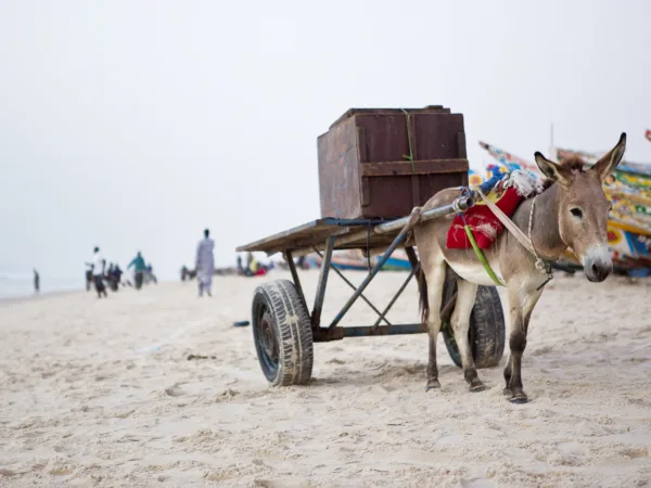 Working donkey pulling a cart with a large box on top across the sand