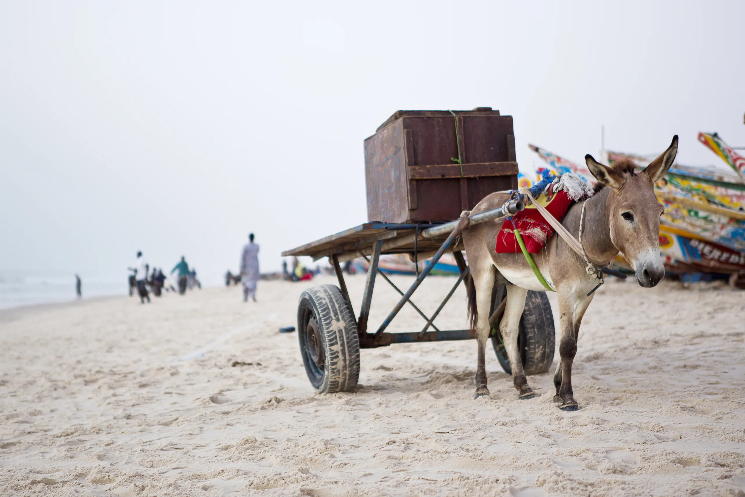 Working donkey pulling a cart with a large box on top across the sand