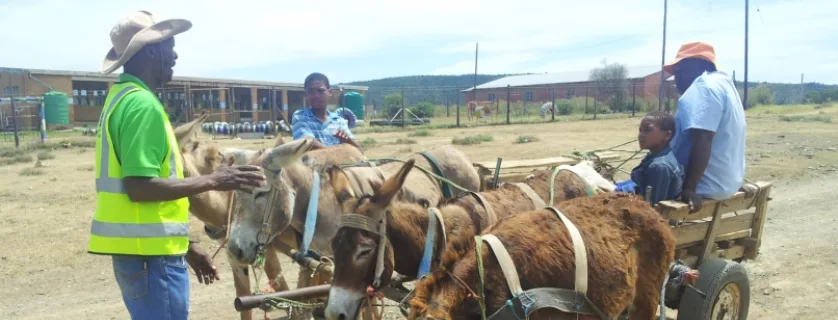 The Development Donkey Supporting working donkey champions