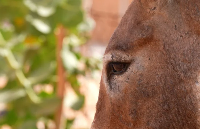 a close up of a donkey's face side-on with the eye as the focus