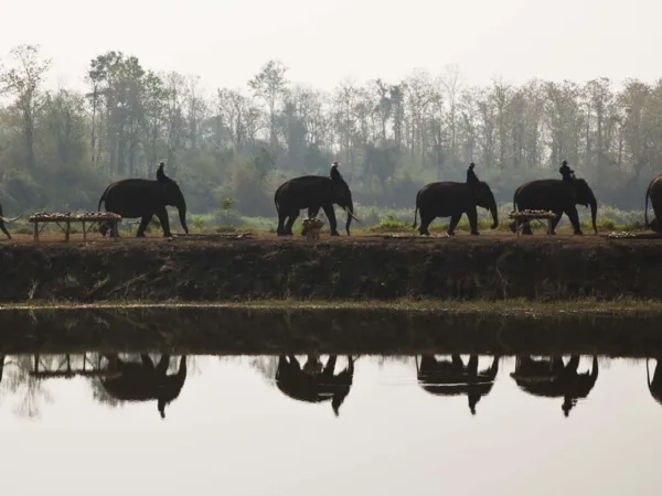 Elephants walking in a line next to river