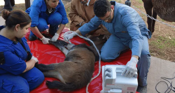 SPANA vets using ultrasound machine on foal