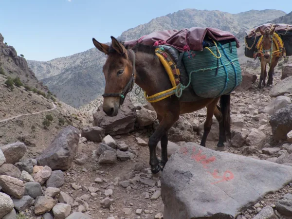 Mules walking on mountain