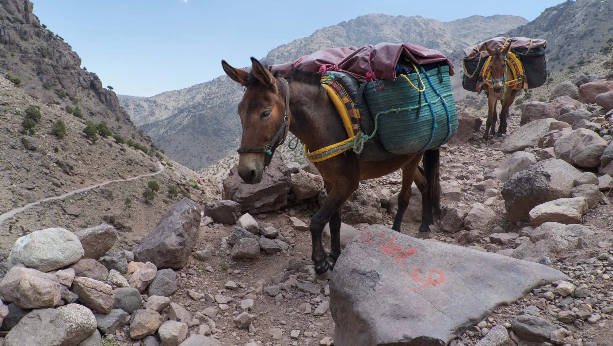 What is a mule? | Working Animals International