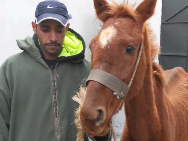 Man standing with horse