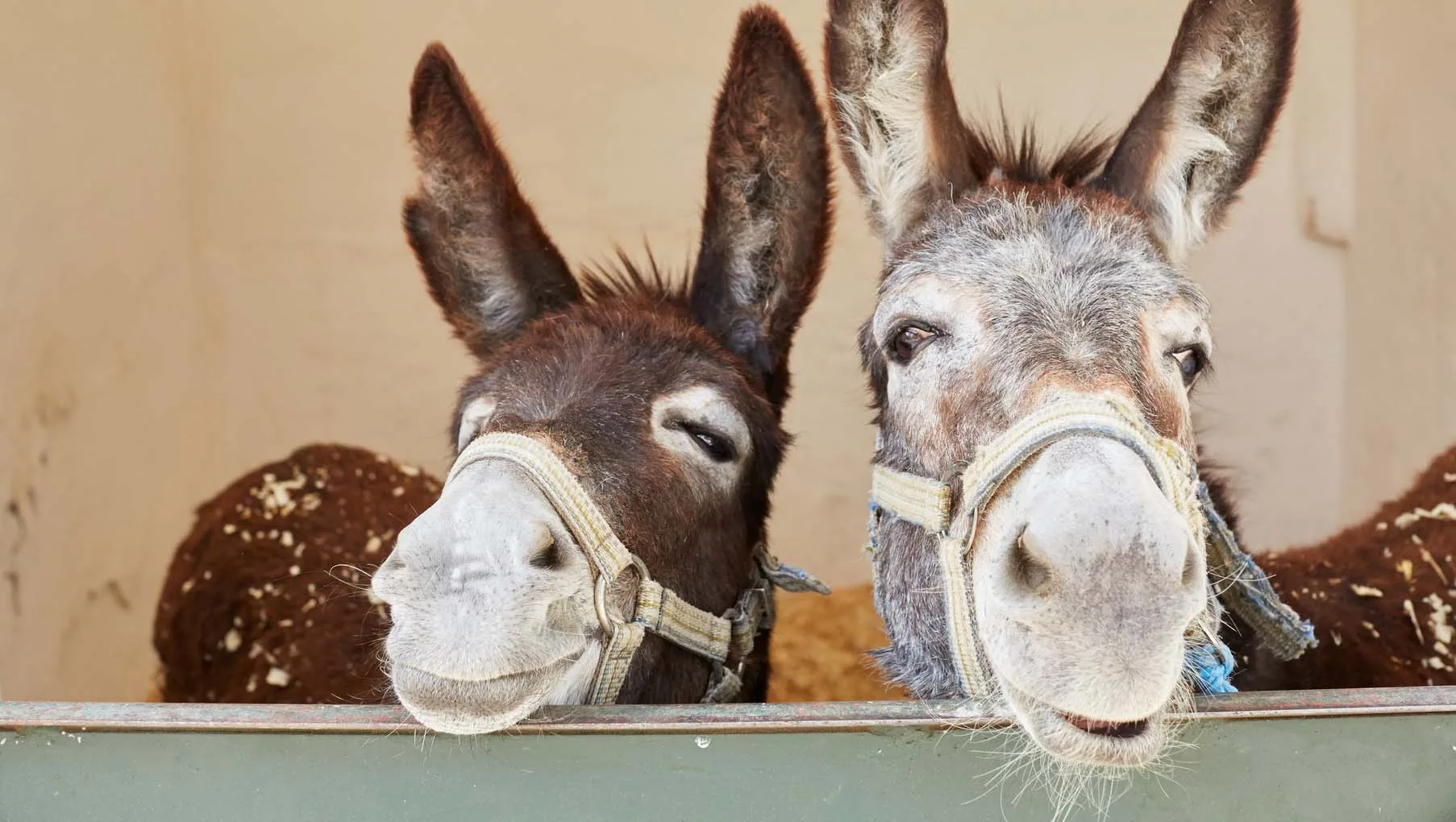 Two donkeys looking happy in a stable