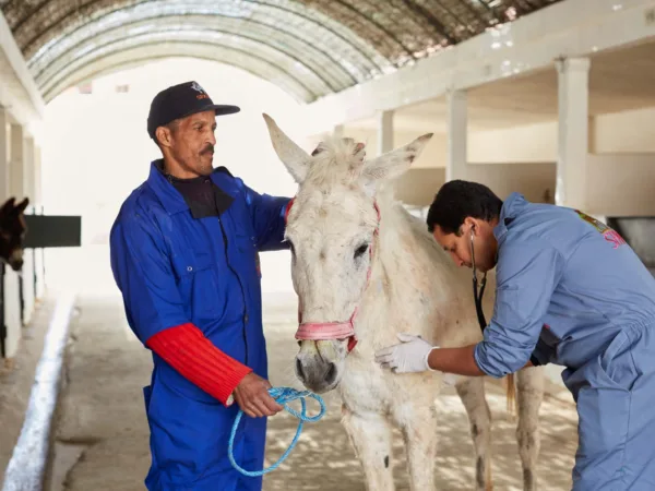 White mule being treated by two vets
