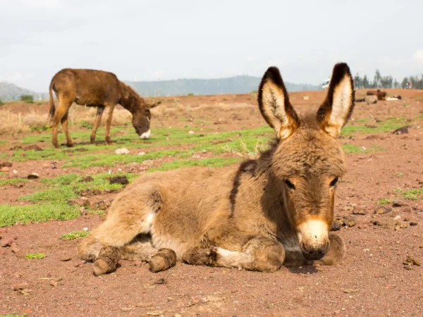 Donkey lying down in field