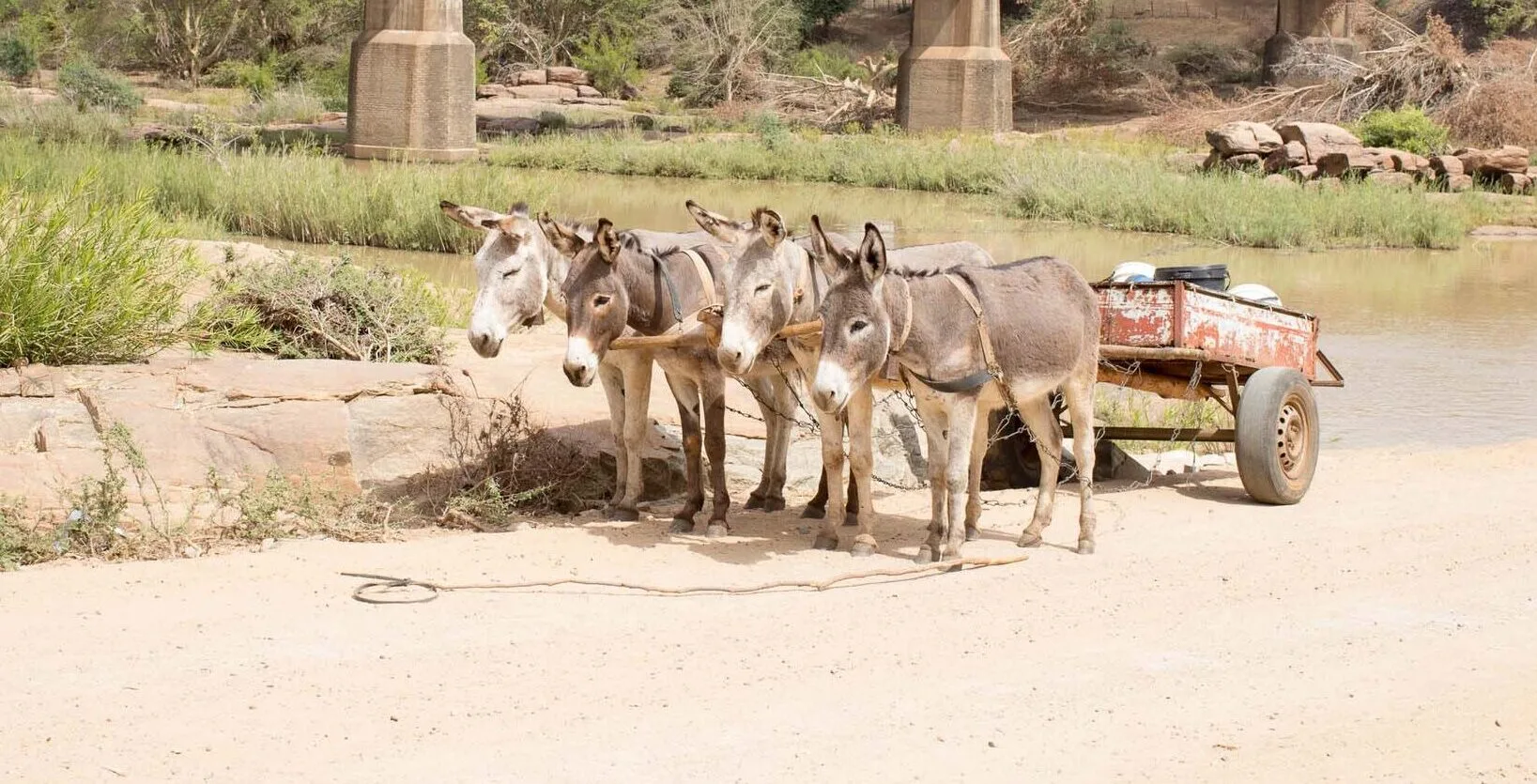 Four donkeys attached to cart by river