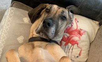 cooper the great dane