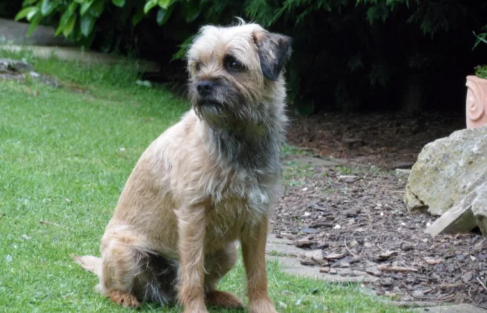boarder terrier Holly