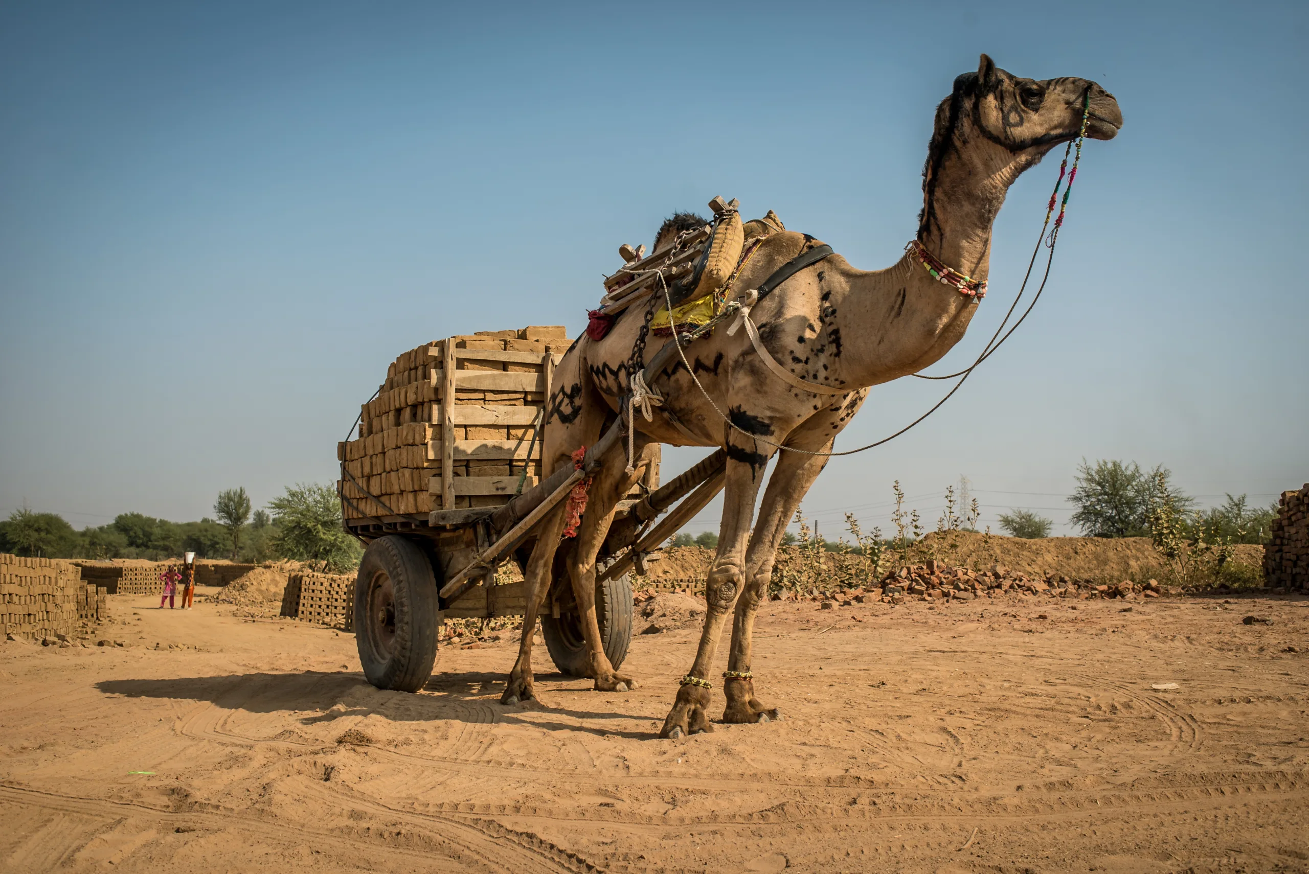Camel pulling a large cart full of wooden logs