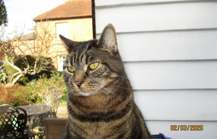 Ziggy the tabby cat