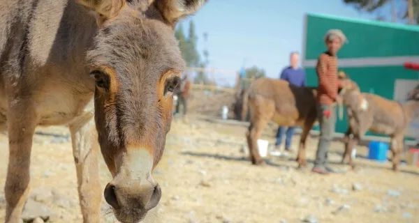 donkey looking into the camera