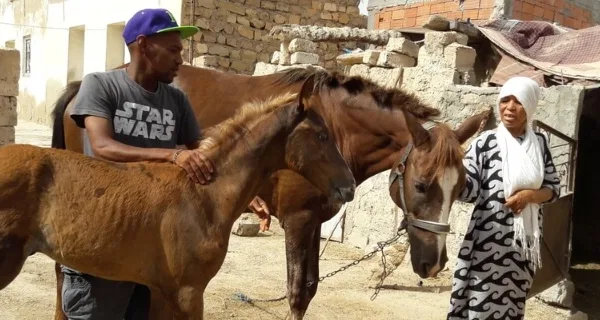 horse with owner