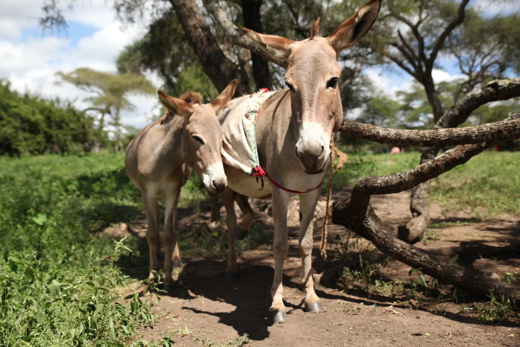 Donkeys in Tanzania forest