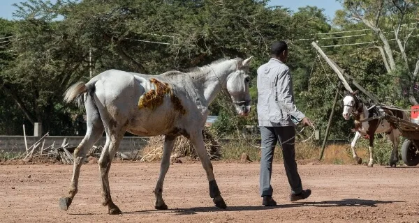 a man walking his horse