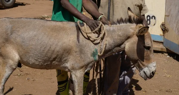a donkey getting treatment in Mali