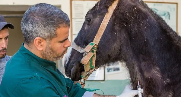 horse being treated in morocco