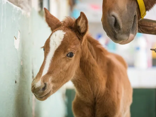 a brown horse foal in morocco