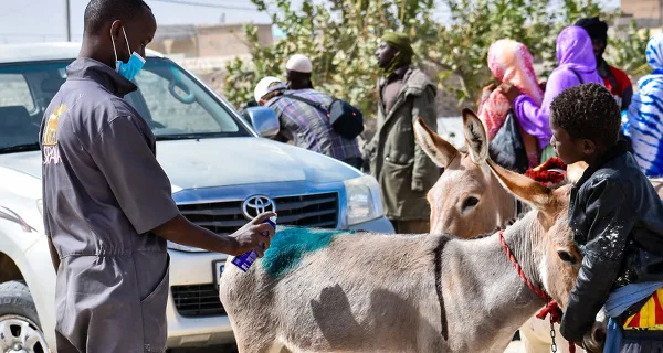 Vet treats skin wound on donkey