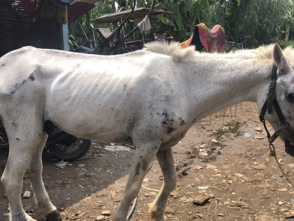A white Working horse working in a muddy field