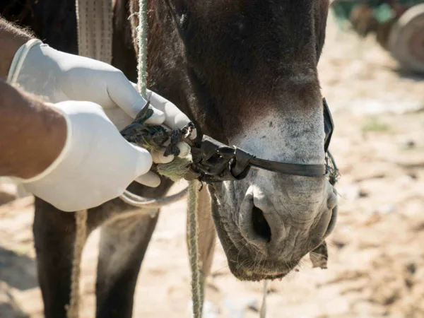 A SPANA vet treats a donkey in Tunisia
