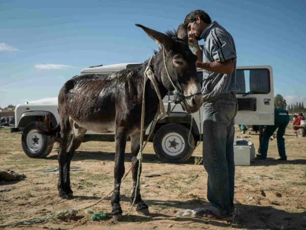 A SPANA vet treats a donkey in Tunisia