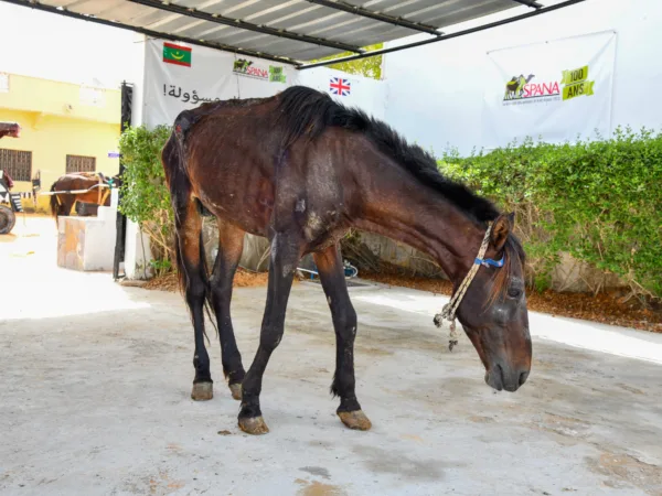 A horse suffering from lameness was brought to the SPANA veterinary centre for treatment.