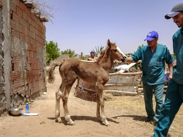 a newborn foal receives treatment from SPANA vets