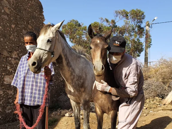 A SPANA vet and owner wearing Covid-19 masks pose next to a horse foal.