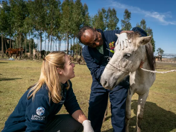 Vets examine a pony's eyes in Ethiopia
