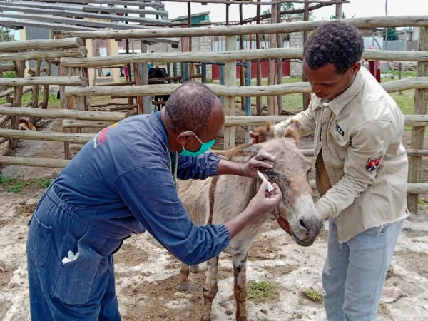 A SPANA vet applies ointment to a donkey's injured eye in Ethiopia