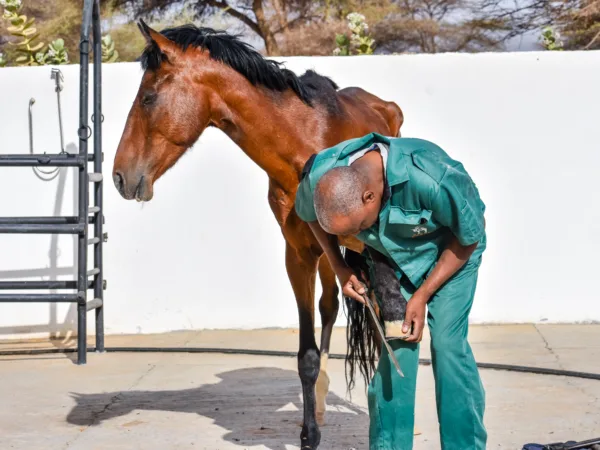 A SPANA vet trims the hoof of a horse suffering with lameness.