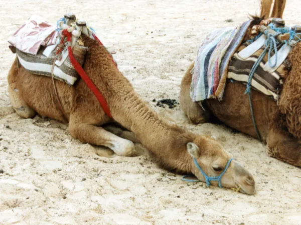 Camels used for tourism, resting in the sand