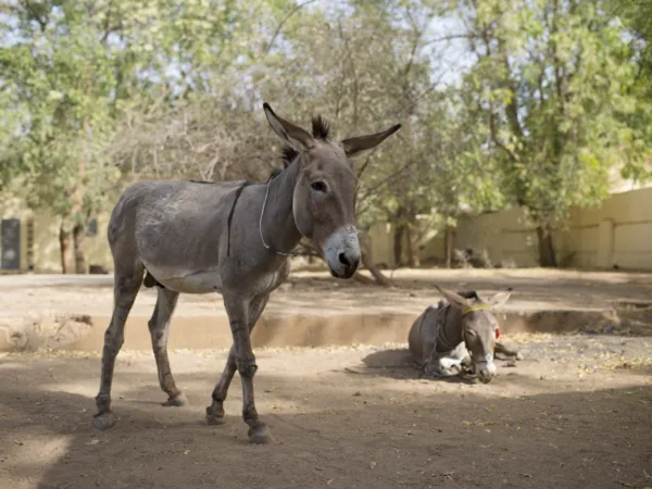 Two working donkeys in Mali standing in a sandy field