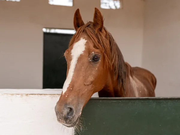 A cute and healthy-looking horse peers out from a SPANA stable in Morocco.