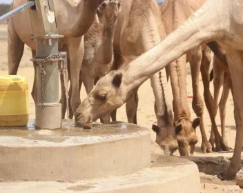 Camel drinks from a repaired borehole